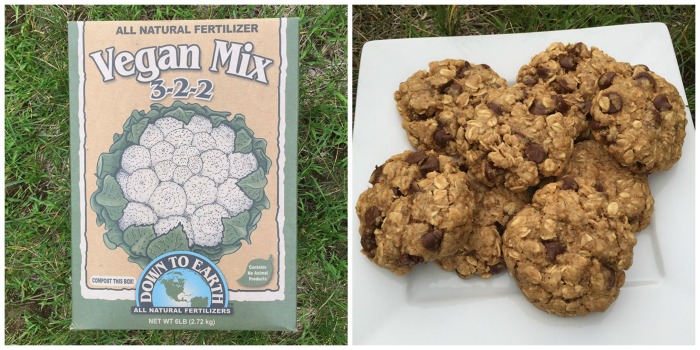 6/21/15- Tour of My Veganic Garden + Healthy Cookie Recipe Discovery