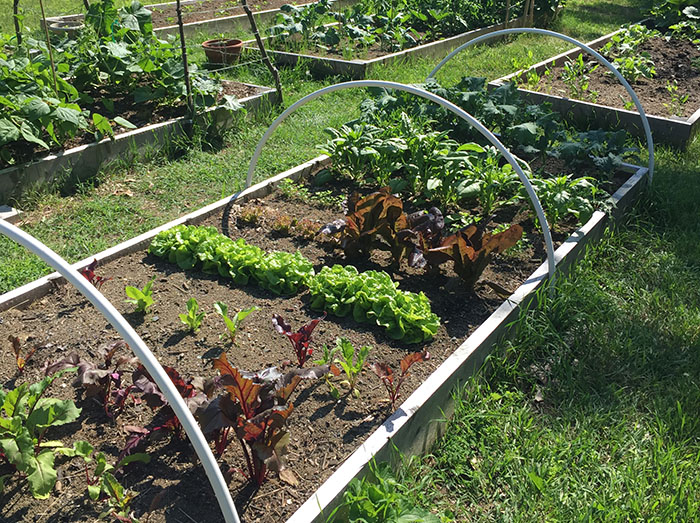 first-veganic-garden-harvest