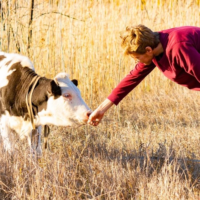 Cow befriending man in a field