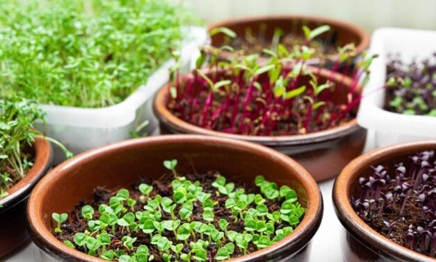 5 Healthy Foods You Can Grow in an Apartment