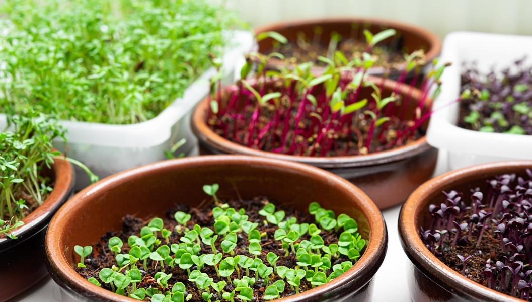 5 Healthy Foods You Can Grow in an Apartment