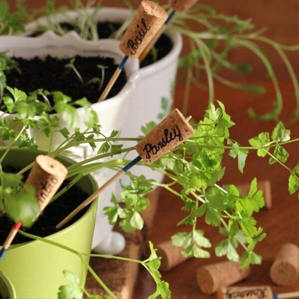 5 Healthy Foods You Can Grow in an Apartment • Vegan ShowOff