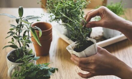 7 Reasons to Grow an Indoor Herb Garden