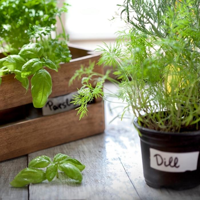 Indoor herb garden of dill, basil, and parsley.
