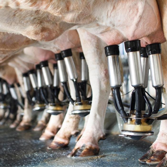 Row of cows being milked by machines.