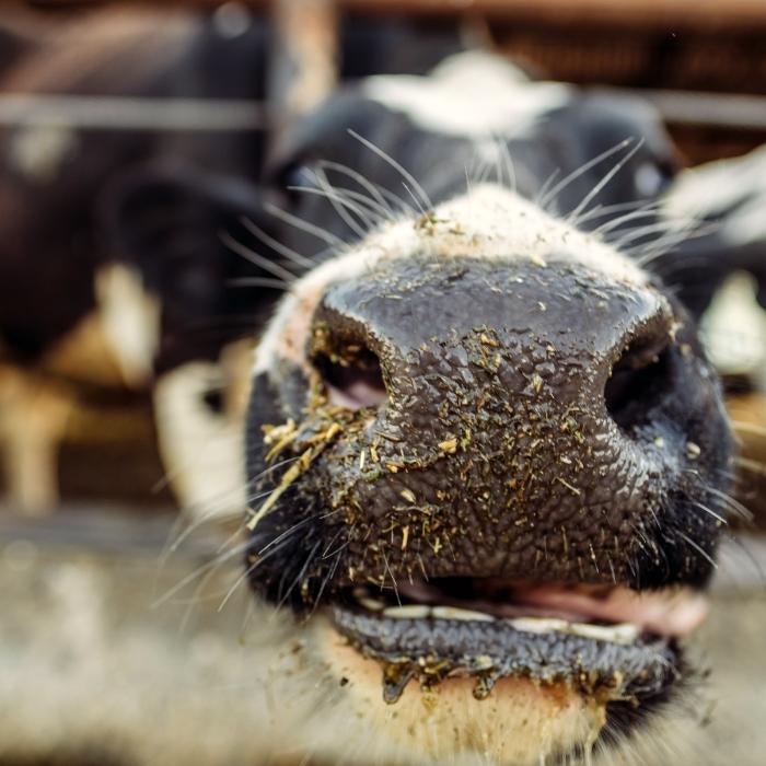 Close up of a dairy cow's snout.